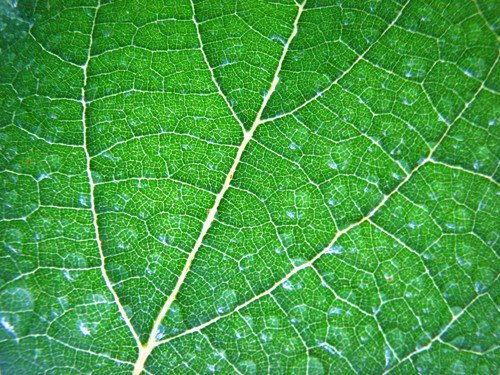 Green Leaf Texture