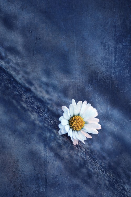 Denim Daisy