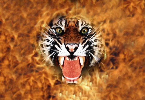 Flaming Tiger