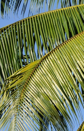 unique palm sunday